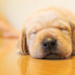 チャットレディは身バレの心配のない安全なお仕事！