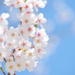 手厚いサポートで、春にあなたの花を咲かせましょう！