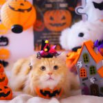 チャットレディならでは？！ イベントを利用して楽しく高収入！