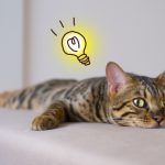 高収入＝脱ぐ？ 西新のチャットレディではその必要はありません！